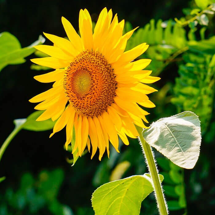 Pollinator Garden Kit
