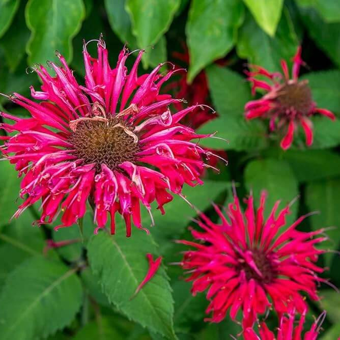 Pollinator Garden Kit