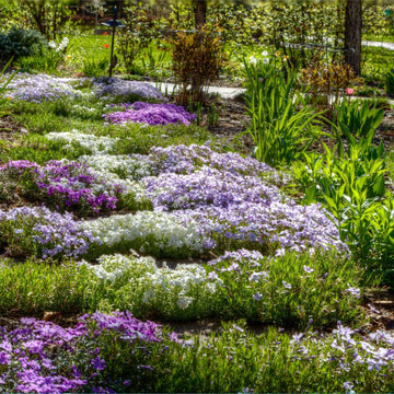 Pollinator Ground Cover Herb Seeds