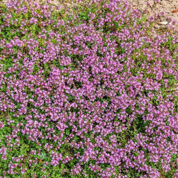 Pollinator Ground Cover Herb Seeds