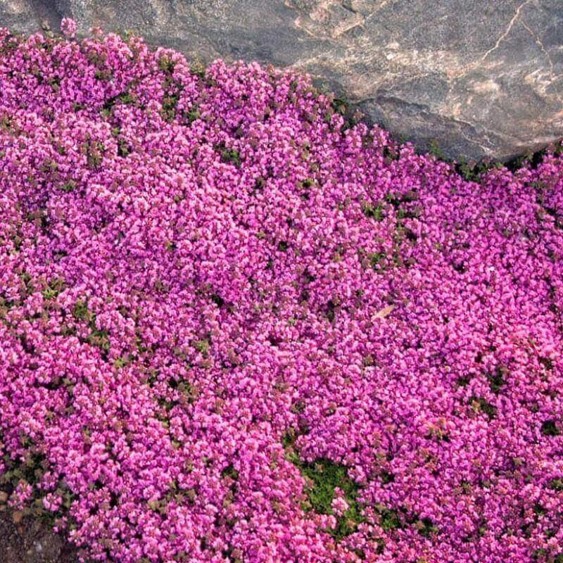 Pollinator Ground Cover Herb Seeds