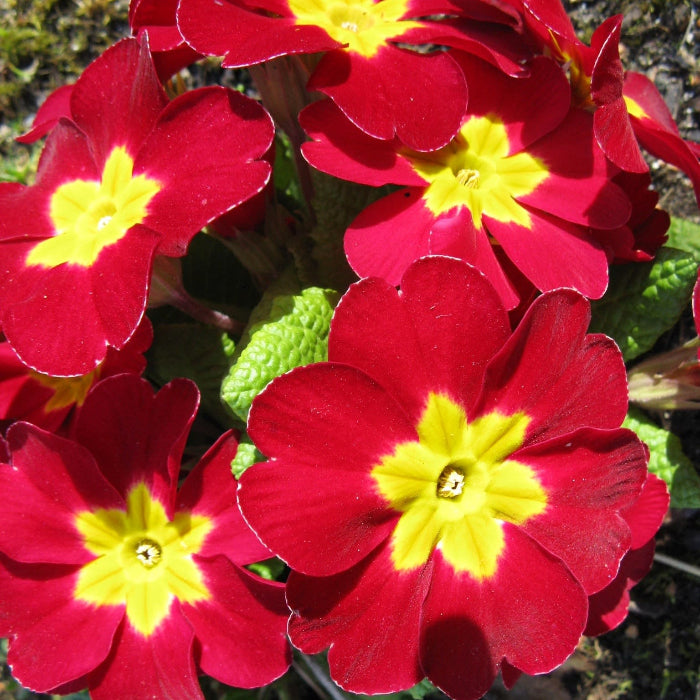 Polyantha Primula Seeds