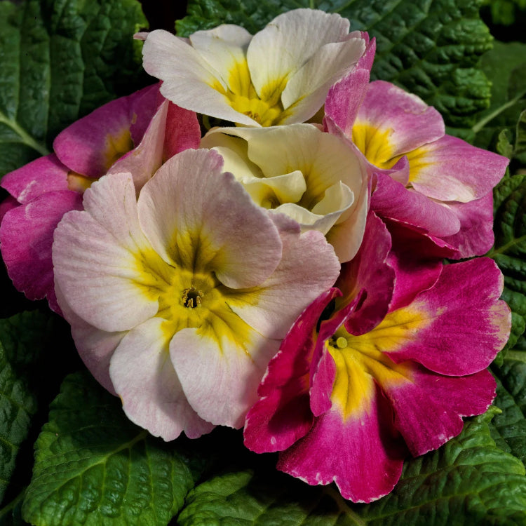Polyantha Primula Seeds