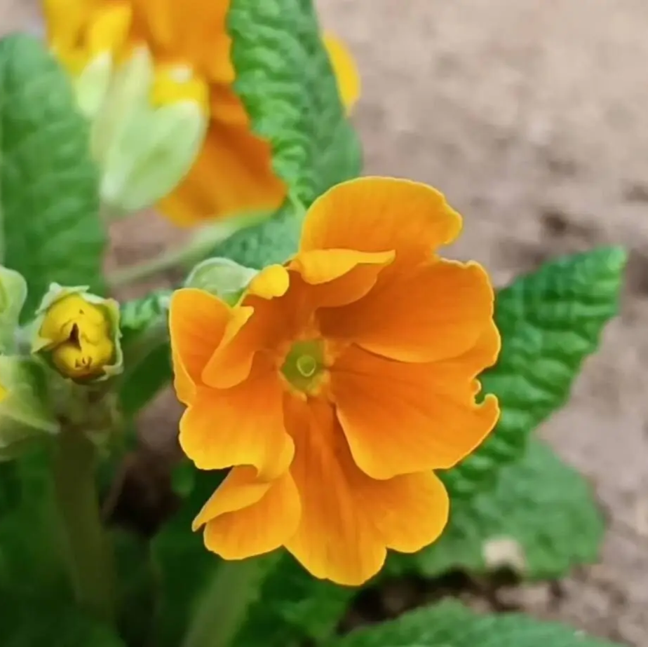 Polyantha Primula Seeds