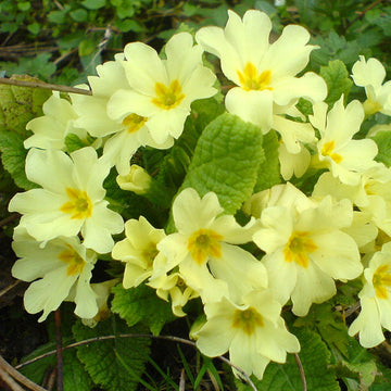 Polyantha Primula Seeds