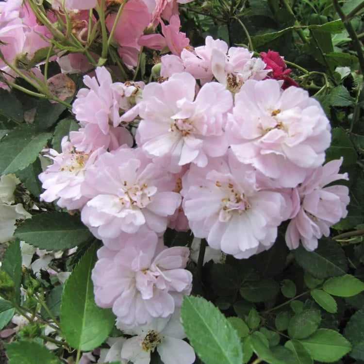 Polyantha Rose Seeds - Flower Plant For Home Gardens