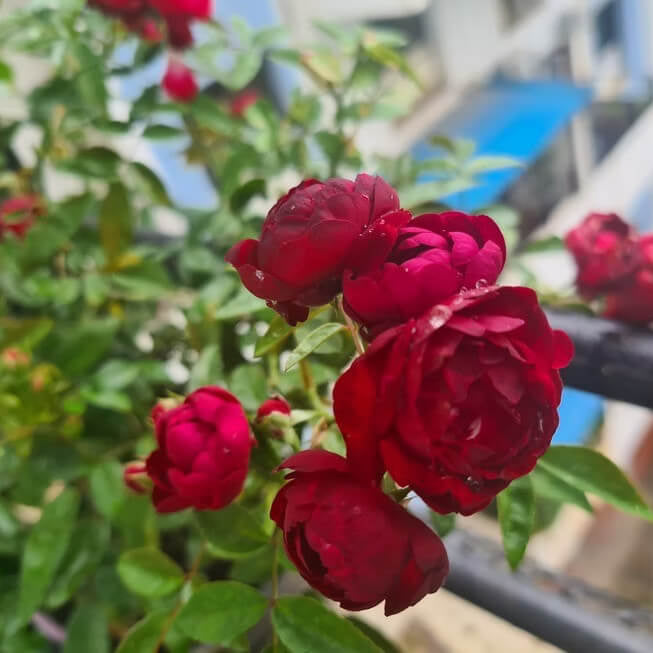 Polyantha Rose Seeds - Flower Plant For Home Gardens