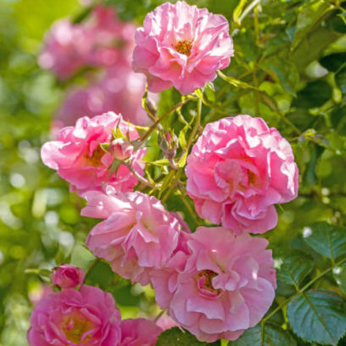 Polyantha Rose Seeds - Flower Plant For Home Gardens