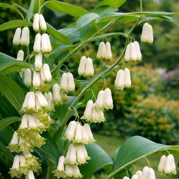 Polygonatum Seeds