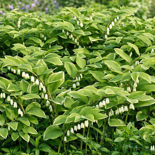 Polygonatum Seeds