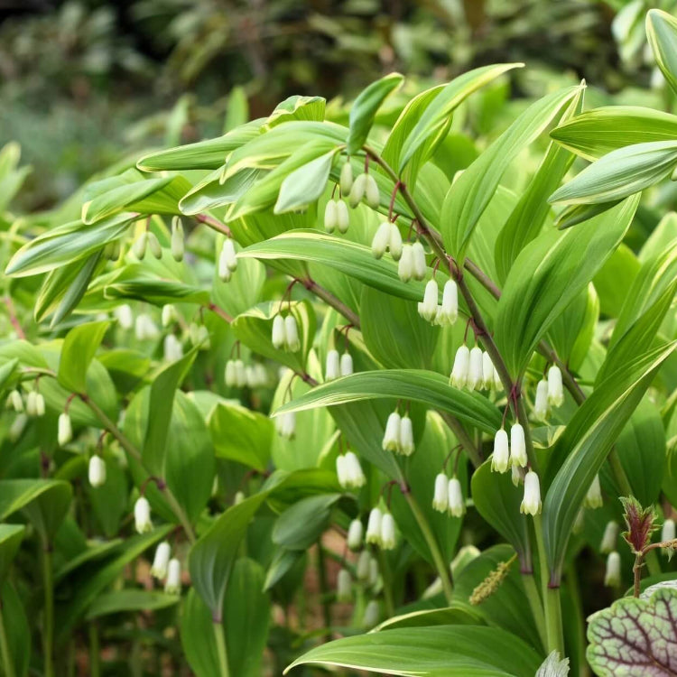 Polygonatum Seeds