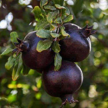 Pomegranate Seeds – Black