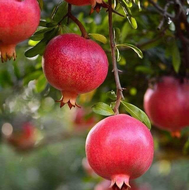 Pomegranate Seeds – Pink