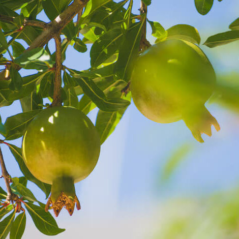 Pomegranate Seeds – Green