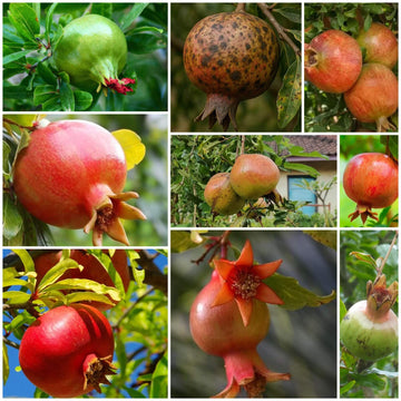 Pomegranate Seeds - All In One For Home Gardens