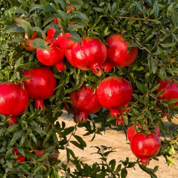 Pomegranate Seeds - All In One For Home Gardens