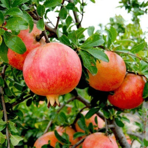 Pomegranate Seeds - All In One For Home Gardens