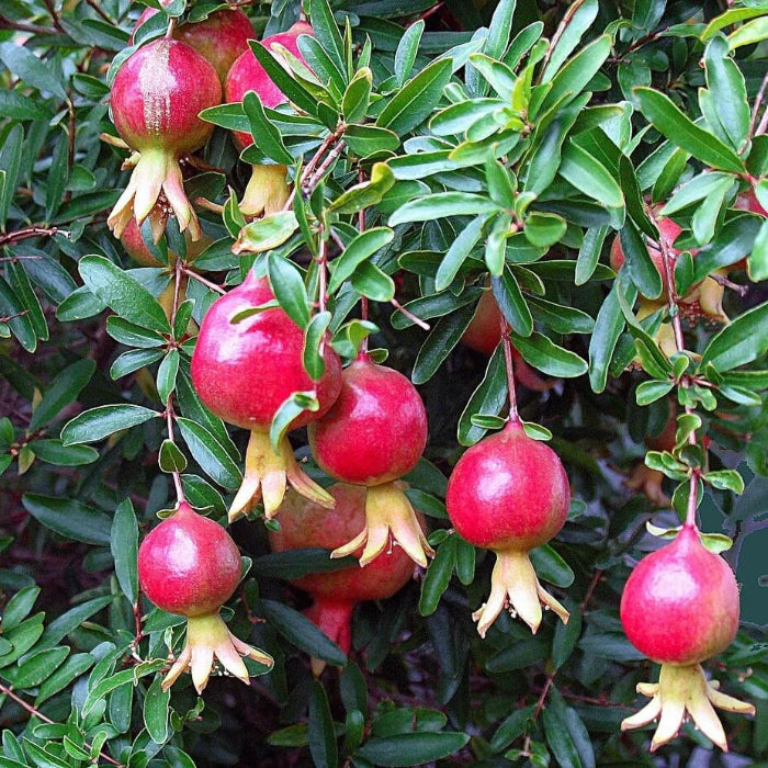 Pomegranate Seeds - All In One For Home Gardens