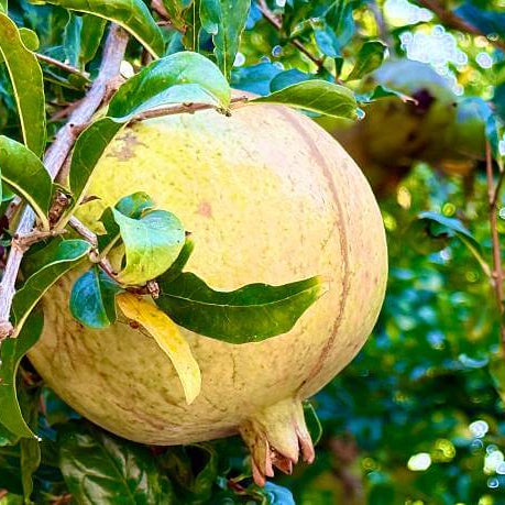 Pomegranate Seeds – Yellow