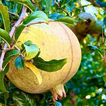 Pomegranate Seeds – Yellow