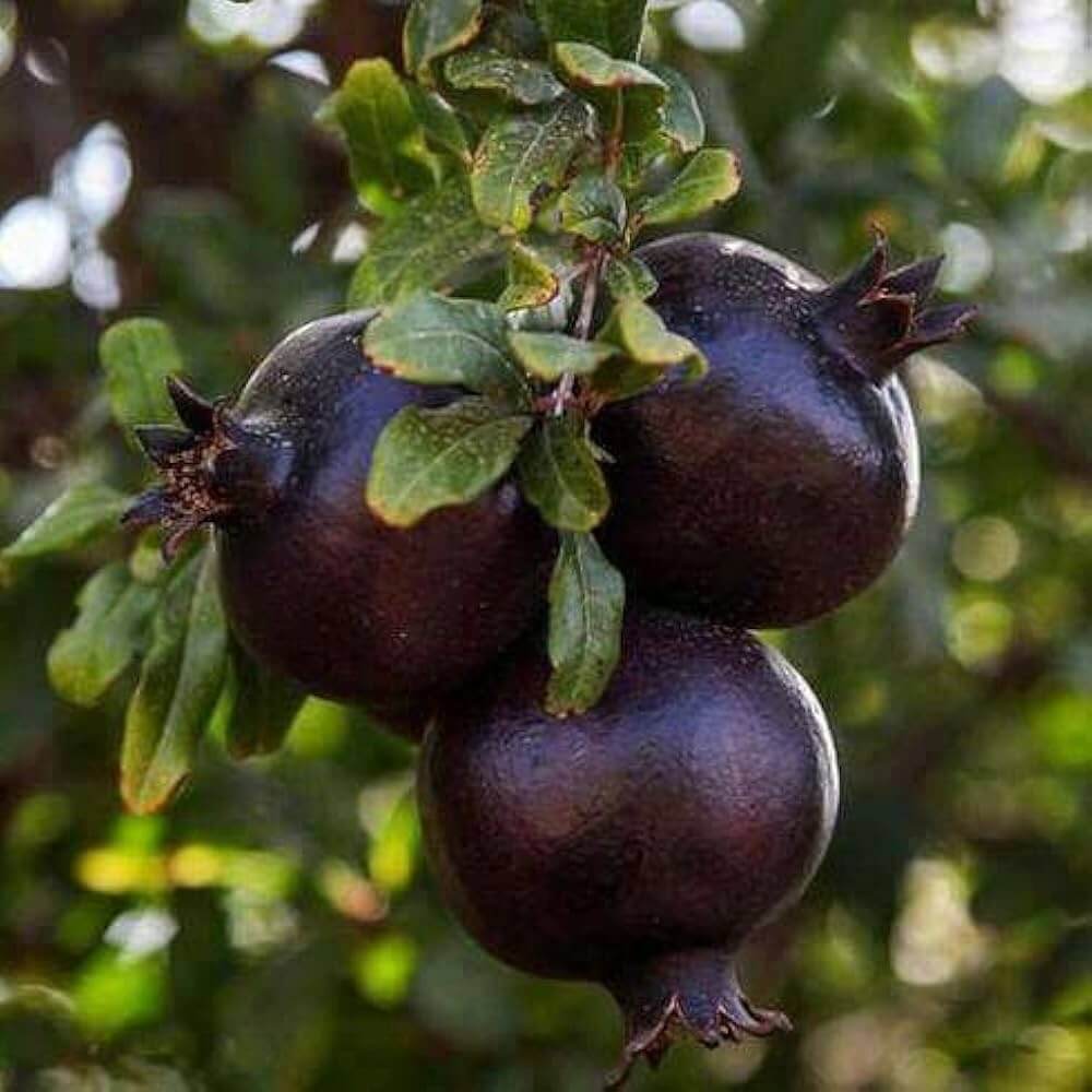 Pomegranate Seeds – Black