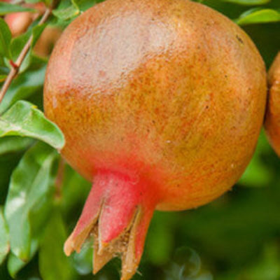 Pomegranate Seeds – Orange