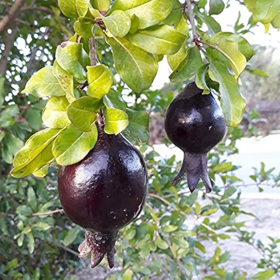 Pomegranate Seeds – Black