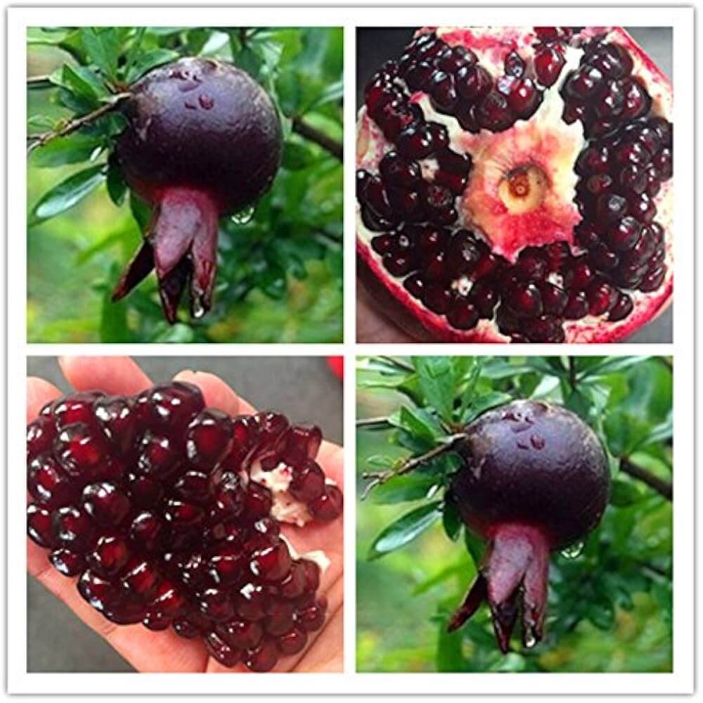 Pomegranate Seeds – Black
