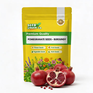 Pomegranate Seeds – Burgundy
