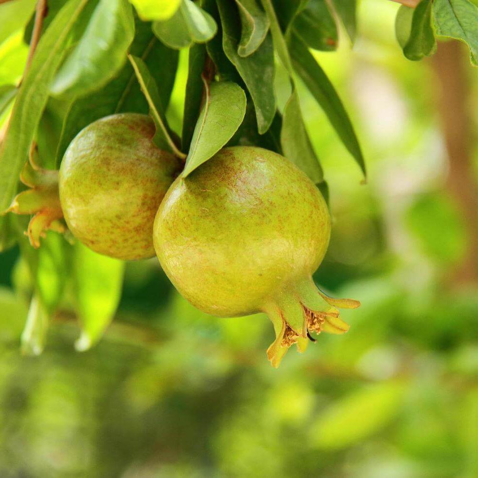 Pomegranate Seeds – Green