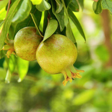 Pomegranate Seeds – Green