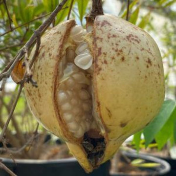 Pomegranate Seeds – Muscat White