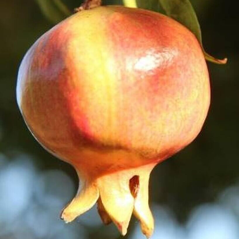 Pomegranate Seeds – Orange