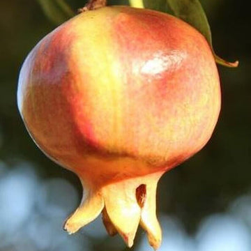 Pomegranate Seeds – Orange