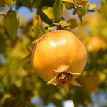 Pomegranate Seeds – Yellow