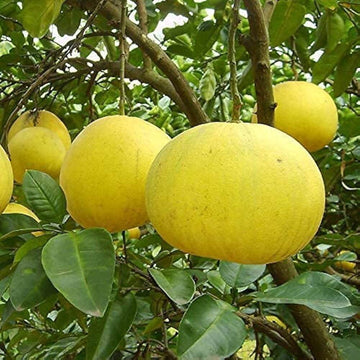 Pomelo Seeds – Daffodils