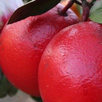 Pomelo Seeds – Ruby Red