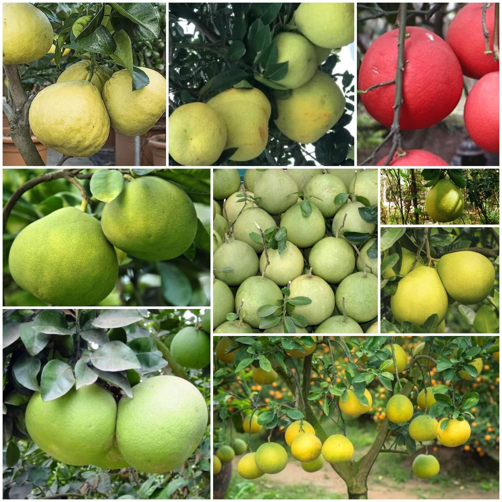Pomelo Seeds - All In One For Home Gardens