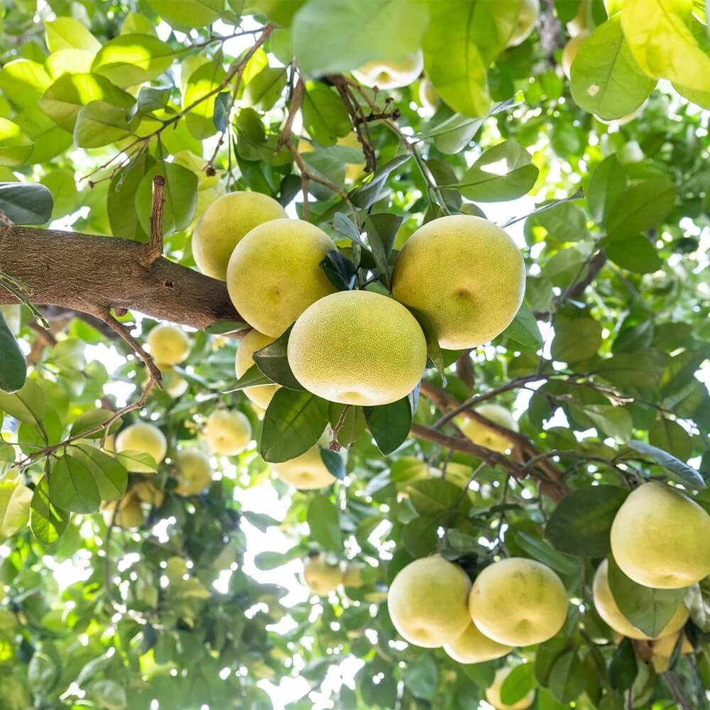 Pomelo Seeds - All In One For Home Gardens
