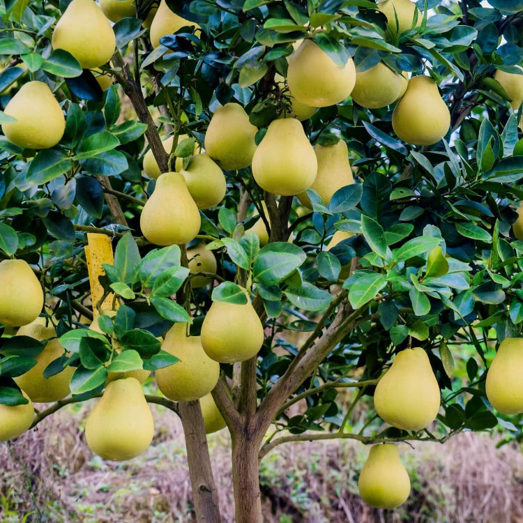 Pomelo Seeds - All In One For Home Gardens