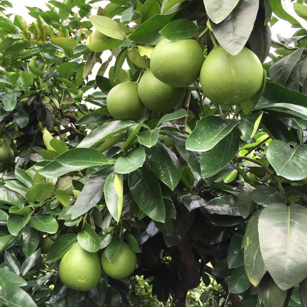 Pomelo Seeds - All In One For Home Gardens