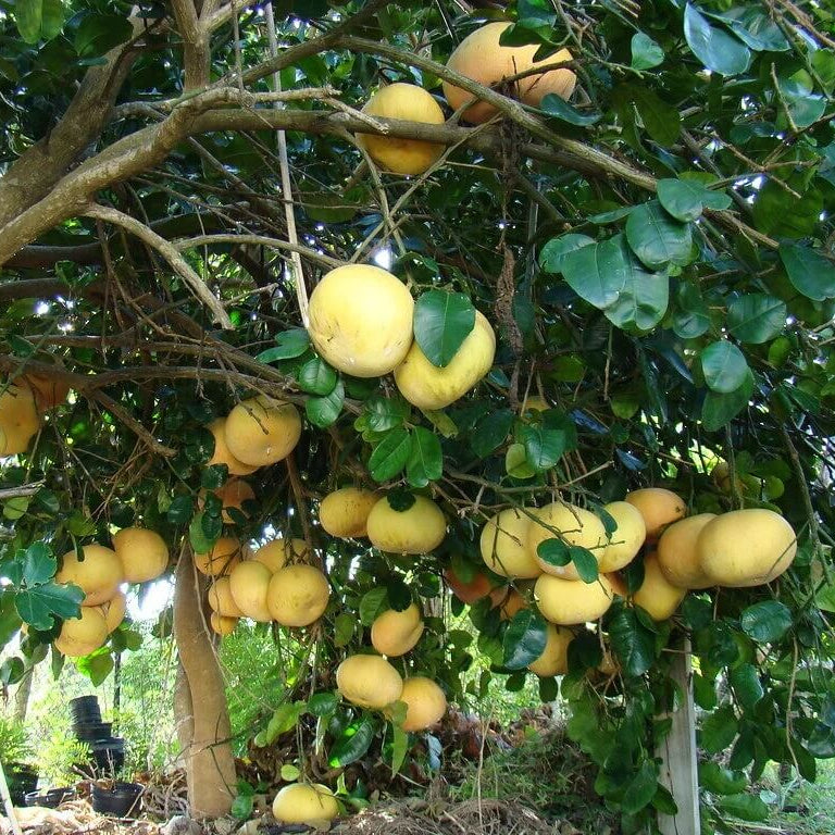 Pomelo Seeds - All In One For Home Gardens