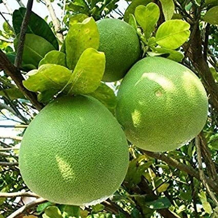 Pomelo Seeds – Green