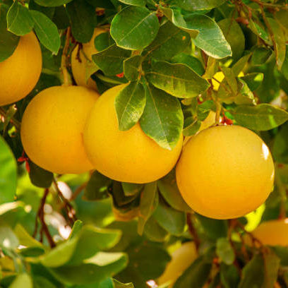 Pomelo Seeds – Yellow
