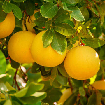 Pomelo Seeds – Yellow
