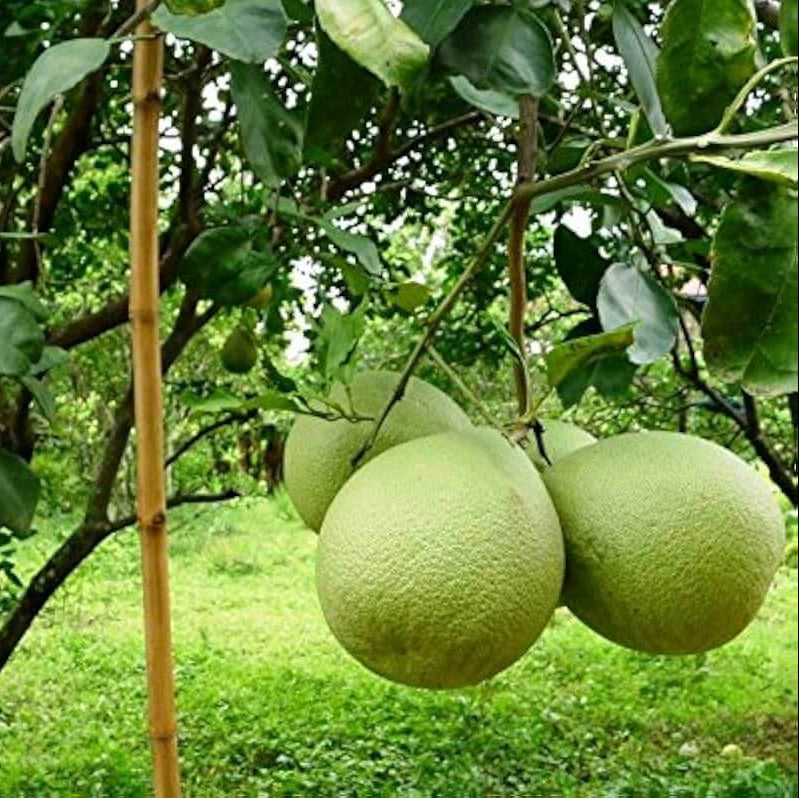 Pomelo Seeds – Green