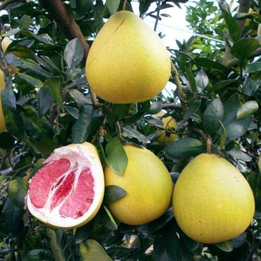 Pomelo Seeds – Citrus maxima