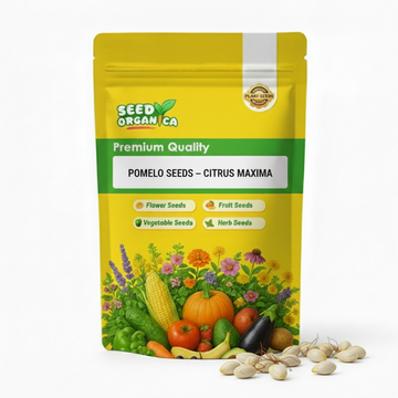 Pomelo Seeds – Citrus maxima