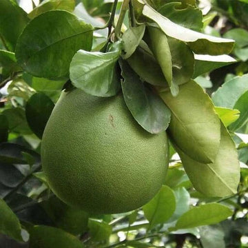 Pomelo Seeds – Green
