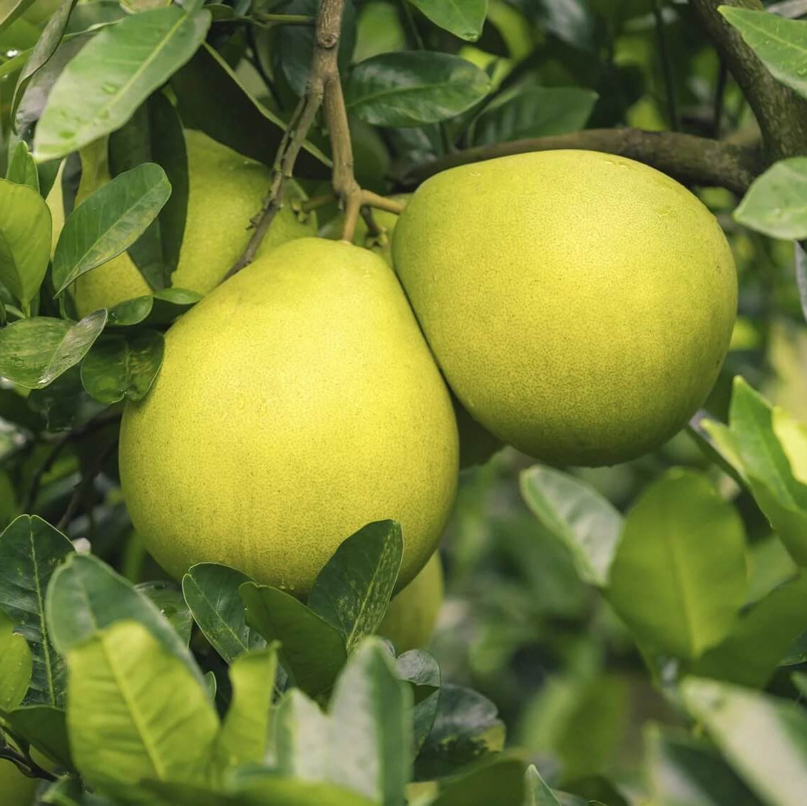 Pomelo Seeds – Nam Roi